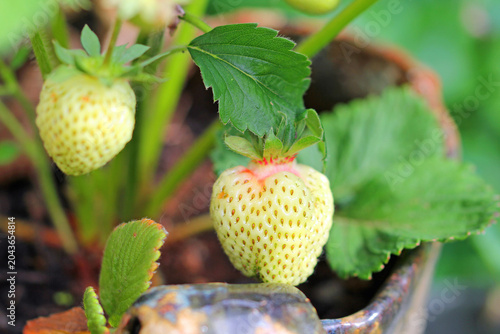 Canvas Print ripening strawberries