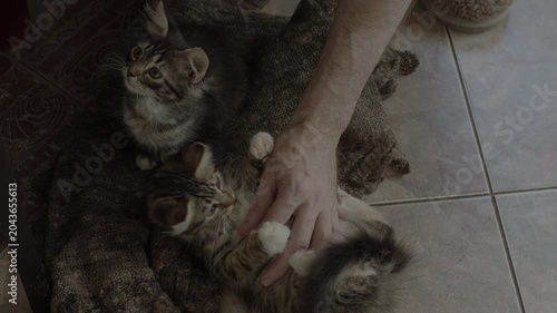 Purring kittens on wool cloth. Male hand petting kittens. Original sound. Prores 422HQ 