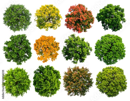 A collection of twelve trees with various green, yellow, orange and red foliage