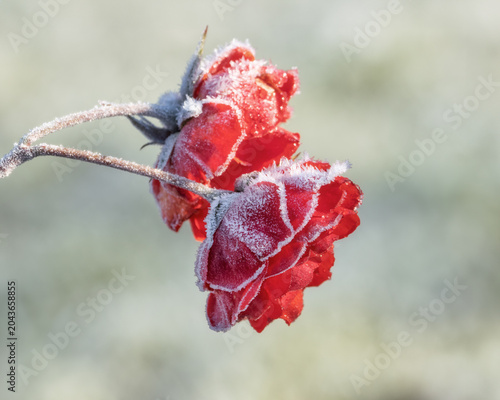 Red roses covered with frost during winter