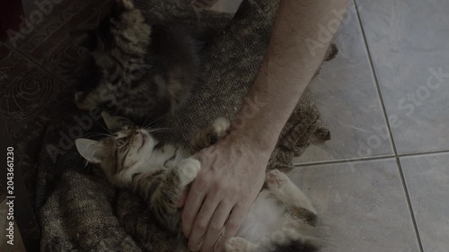 Purring kittens on wool cloth. Male hand petting kittens. Original sound. Prores 422HQ 