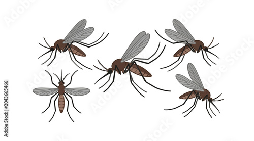 Foto A collection of five detailed mosquito illustrations shown from various angles