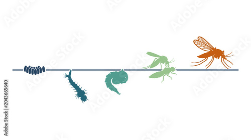 Konstfotografi A detailed illustration showing the complete life cycle stages of a mosquito