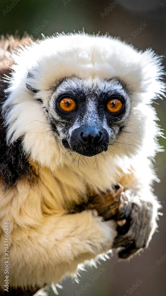 Fototapeta premium A close-up photo of a small primate with white fur and orange eyes