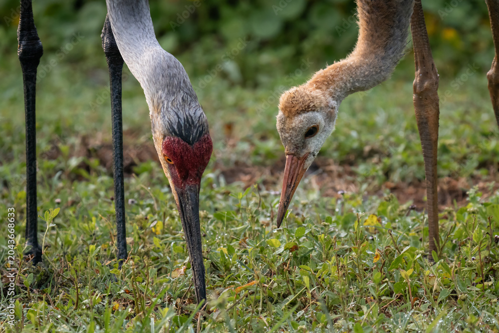 Naklejka premium Sandhill Crane Adult and Chick Feeding Together in Wet Grass