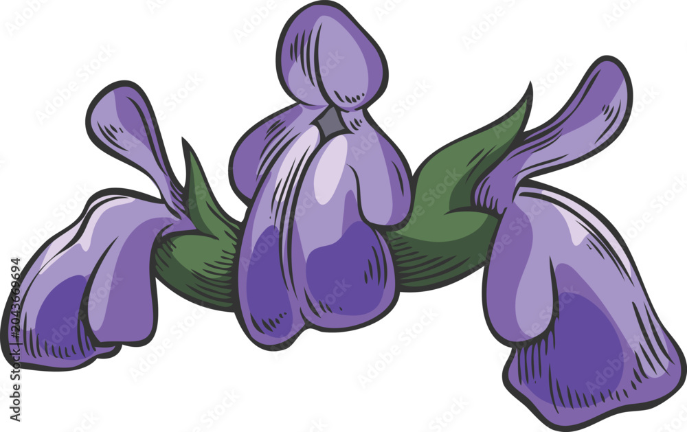 Obraz premium Chia plant blue flowers sketch, hand drawn blossom plant Salvia hispanica, seasoning herb botanical vector illustration