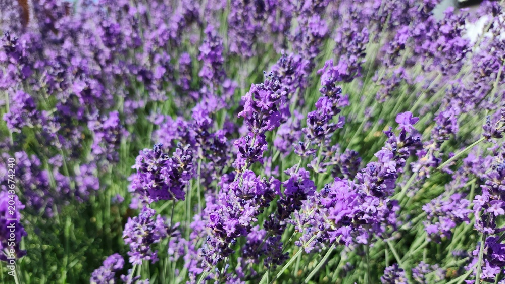 Obraz premium Budapest, Hungary - Lavender blooms in Budapest with vivid purple flowers and lush green stems. A Budapest floral close‑up shows dense lavender blooms with rich purple tones and slender green stems.