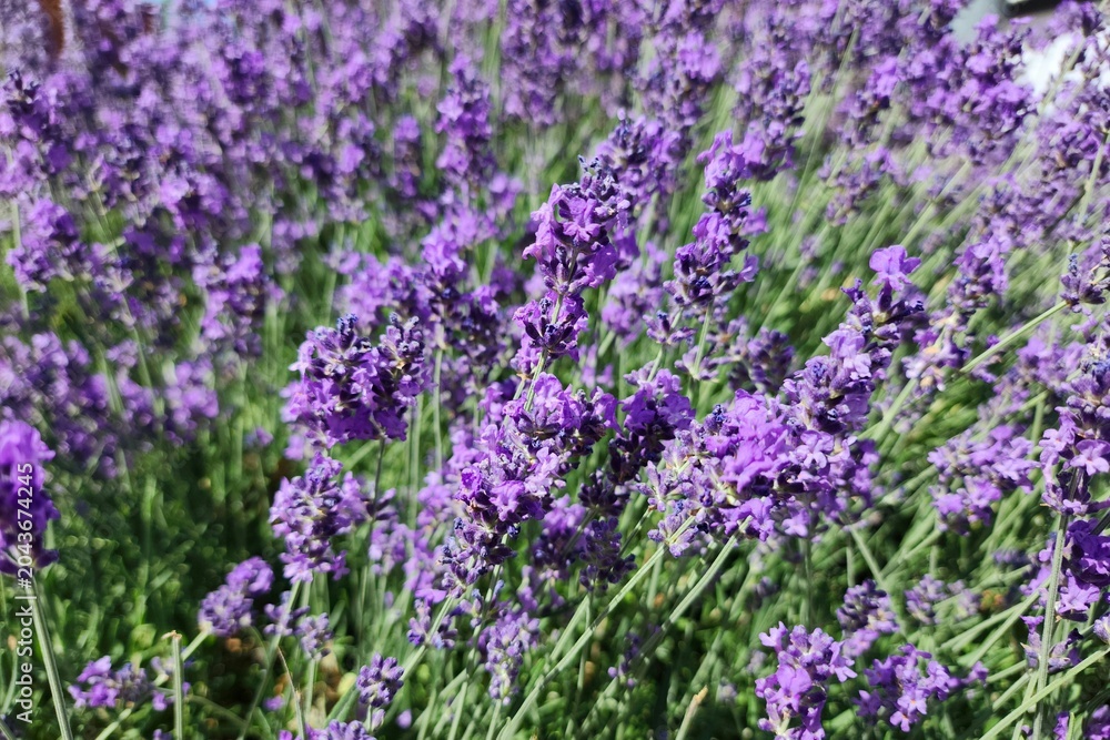 Obraz premium Budapest, Hungary - Lavender blooms in Budapest with vivid purple flowers and lush green stems. A Budapest floral close‑up shows dense lavender blooms with rich purple tones and slender green stems. 