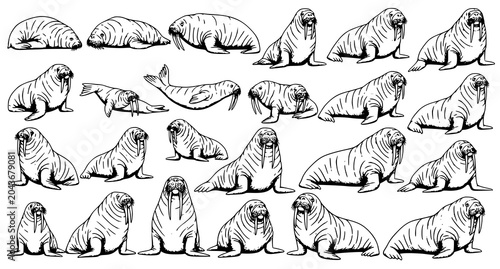 Konstfotografi Black and White Walrus Illustration Set with Hand Drawn Arctic Wildlife Vector C