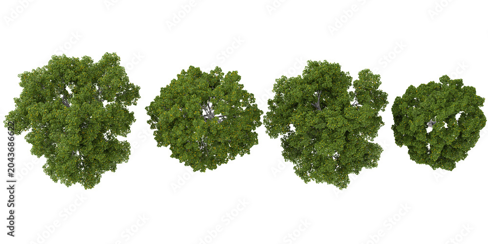 Obraz premium Collection of Acer plants isolated on white background from the top view