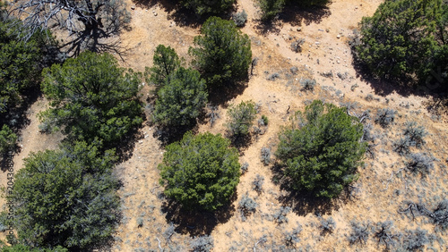 Obraz na plátně Stunning top-down drone shot of vibrant green pine trees and desert shrubs scattered across beige sandy soil in Dixie National Forest, Utah