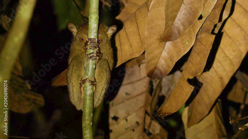 Schilderij op canvas Western Tarsier Clinging to Sapling at Night in Borneo Rainforest