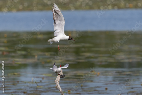Mouette et sterne