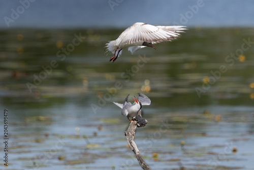 Mouette et sterne
