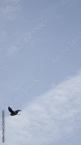 Black kite soaring in the blue sky with clouds