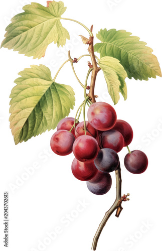Vibrant currants, ripe red and purple berries, green leaves, fruit branch, healthy snack