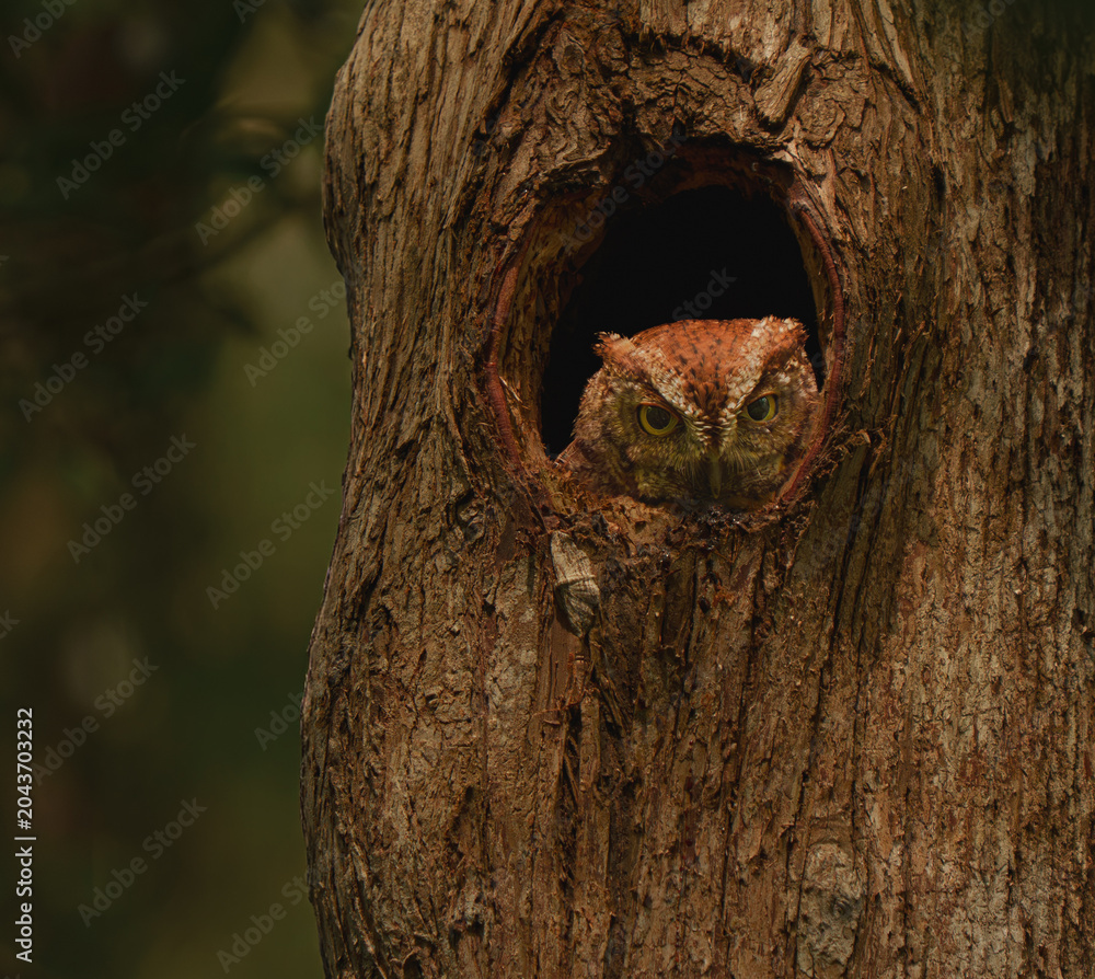 Obraz premium Red morph eastern screech owl in a nest