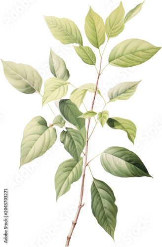 Watercolor leaves, green foliage branch, botanical illustration, plant stem