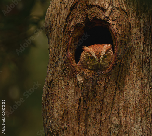 Red morph eastern screech owl in a nest