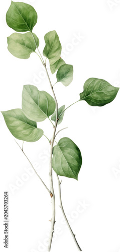 Green leaves, leafy branch, plant stem, natural foliage, isolated on white