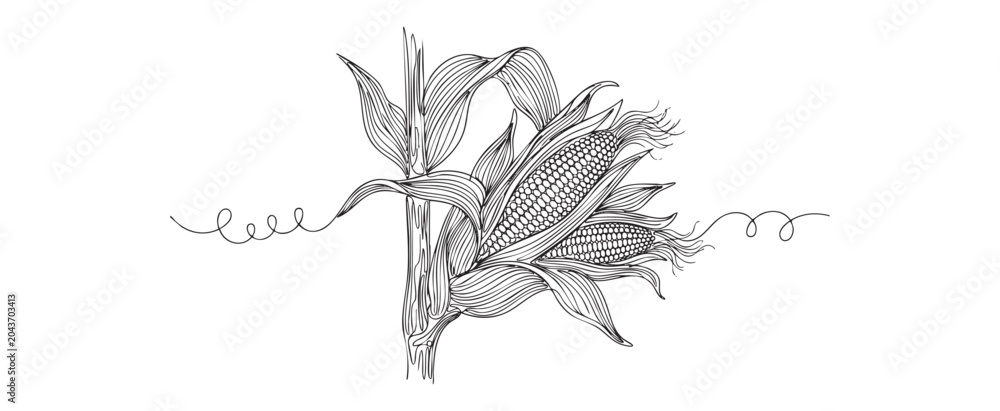 Obraz premium Minimalist vector line art illustration of a corn stalk close-up with detailed cobs and leaves on a white background for organic agriculture and farming concept