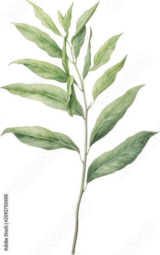 Watercolor leaf, green leaves, botanical illustration, plant branch