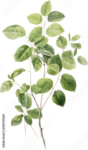 Green leaves, foliage, plant branches, natural elements, botanical details