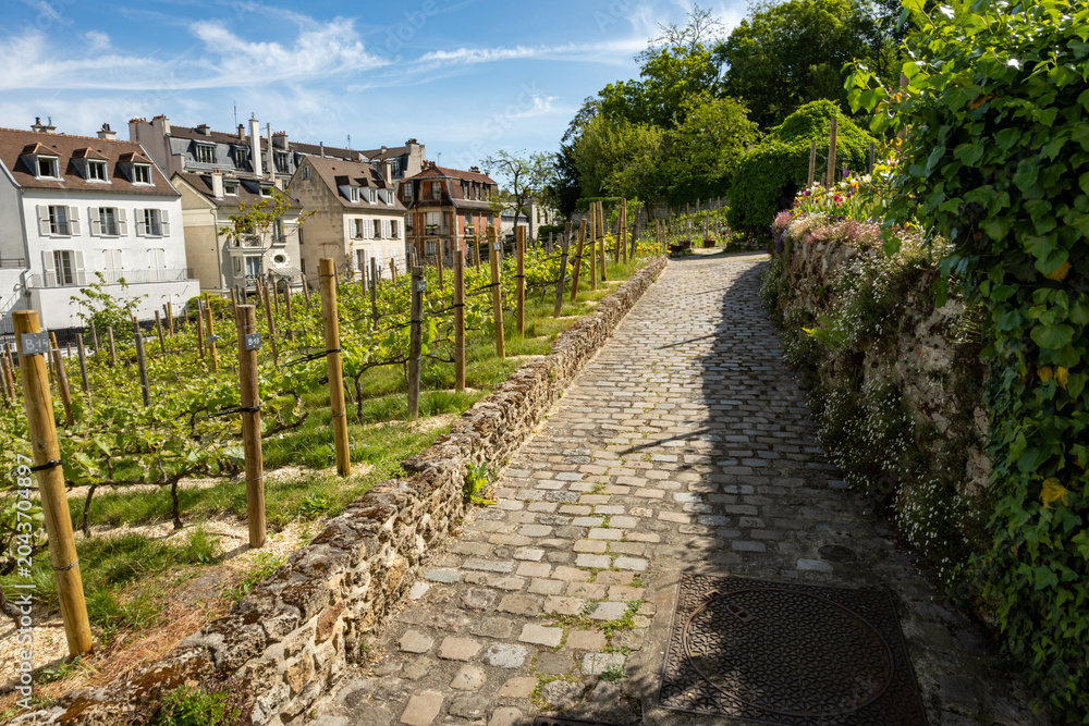 Fototapeta premium Winemaking in Paris, little terraced Vineyard on Montmartre hill, oldest and most iconic working vineyard in Paris, has produced wine since 12th century, France