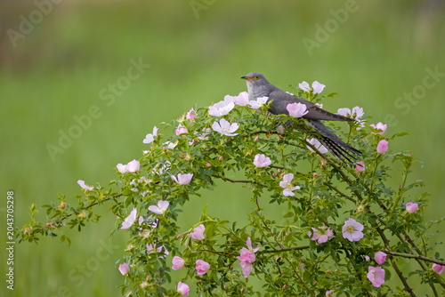 Foto A magnificent close-up wildlife photograph of a wild common cuckoo (Cuculus canorus) perched on the top of a blooming wild rose (Rosa canina) bush