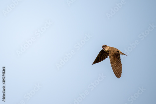Foto Grey Throated Martin photographed gracefully during active flight behavior