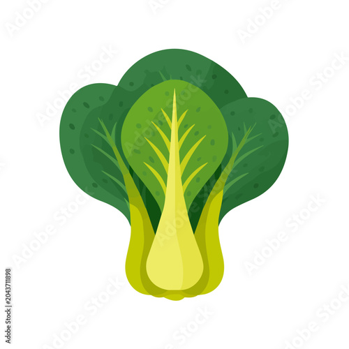 Photos Pak Choi, clean 2D vector flat illustration in minimal and modern style on a white background