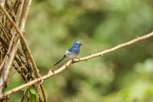 Perched in quiet elegance, the Black‑naped Monarch glows like a sapphire against the forest’s green. This picture was captured at western ghats of india. One of the most beautiful bird.