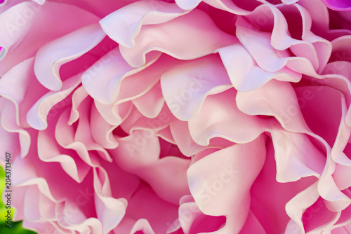 Large pink flower with many petals close to camera in a garden setting