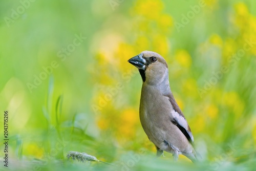 Photography A male hawfinch sits on the ground, beautiful blooming meadow in the background