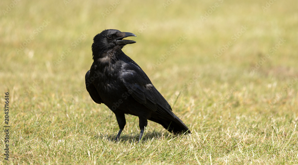 Obraz premium Black Crow Standing on Grassland With Open Beak, Close-Up Wildlife Portrait Photo