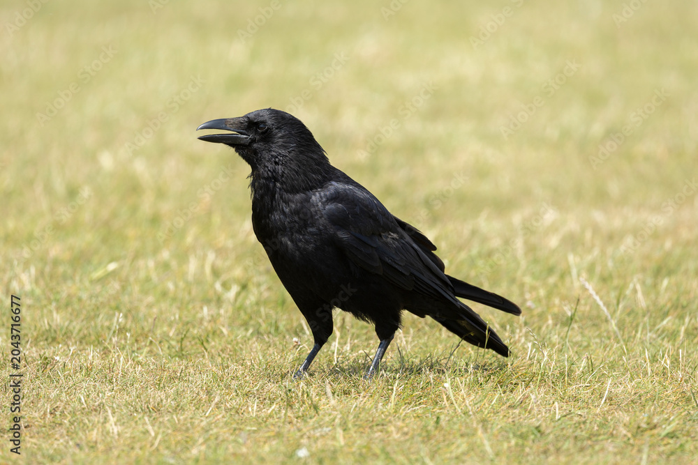 Obraz premium Black Crow Standing on Grassland With Open Beak, Close-Up Wildlife Portrait Photo