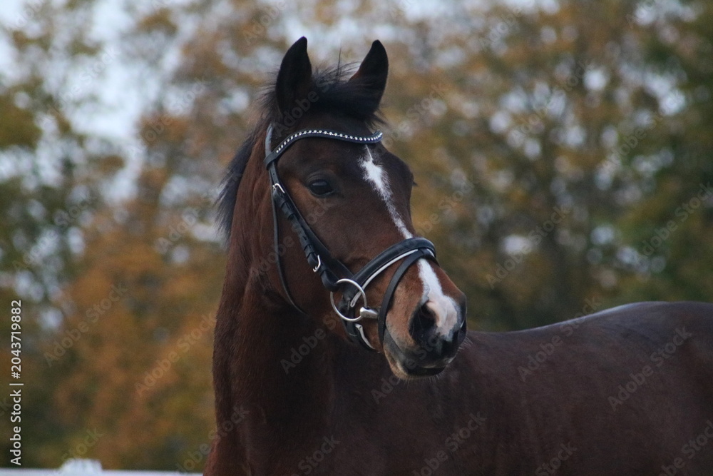 Fototapeta premium Autumn soft fluffy horse
