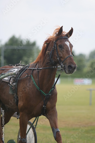 Stunning trotter horse ready for her race