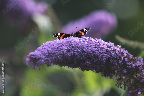 Photos Red admiral butterfly on a butterflybush flower