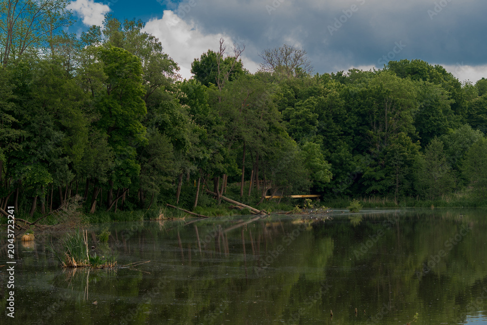 Fototapeta premium Forest on the lake shore in summer