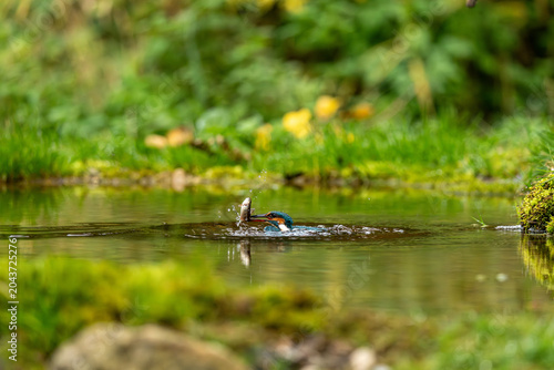 Photos Kingfisher with catch (Alcedo atthis)