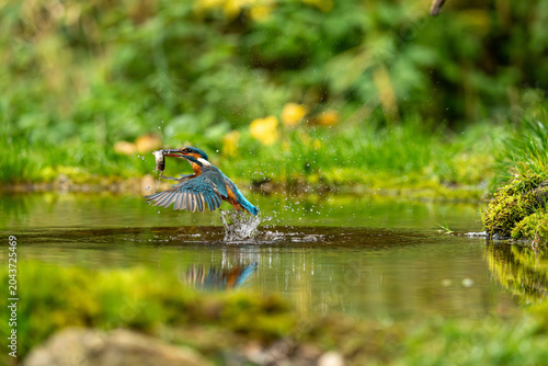 Obraz na plátně Kingfisher with catch (Alcedo atthis)