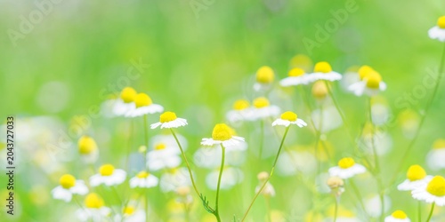 Bild auf Leinwand 春から初夏の花壇を彩るジャーマンカモミールのある風景。自然風景素材。横長構図