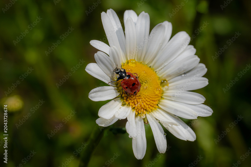 Fototapeta premium Insekten