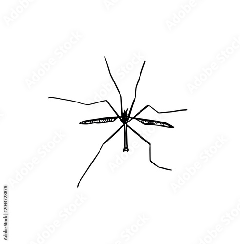 Slika na platnu A cranefly illustration hand drawn in black.