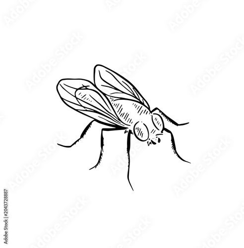 Hand drawn fly, a bug drawn by hand in black line.