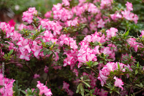Delicate white-pink azaleas blooming in a botanical garden in spring. Background