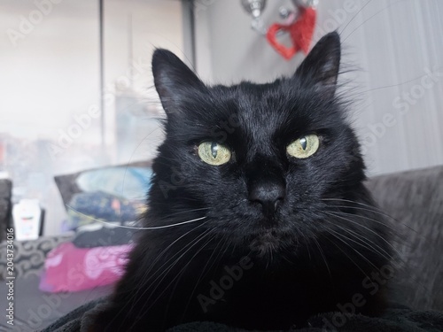 A black cat with green eyes looks straight ahead. Portrait of a black cat with a serious look. High quality photo