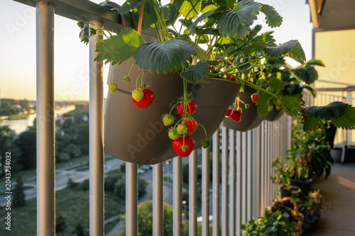 Hanging strawberry planter on balcony railing with sun flare bursting through leaves and river visible in cityscape far below. Ripe red berries glowing in golden backlight with urban panorama. Sun ...