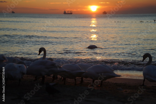 swans birds and seagulls in Black sea at Varna - BG